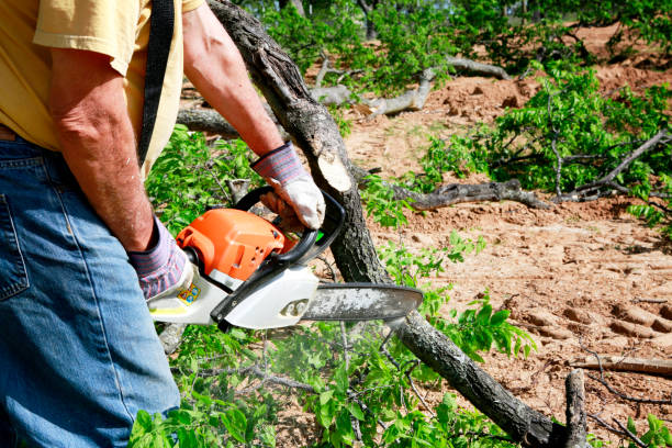 Reliable Highland, UT Tree Care  Solutions